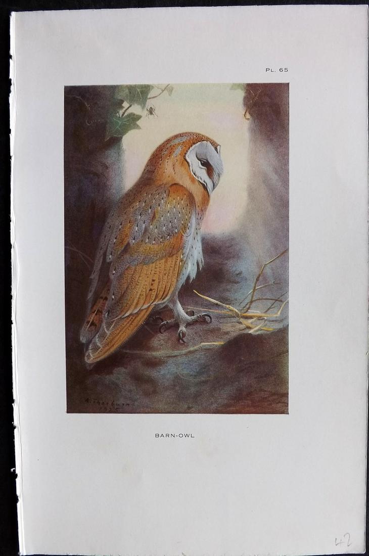 Thorburn, Archibald 1926 Vintage Bird Print. Barn Owl (1 of 2)