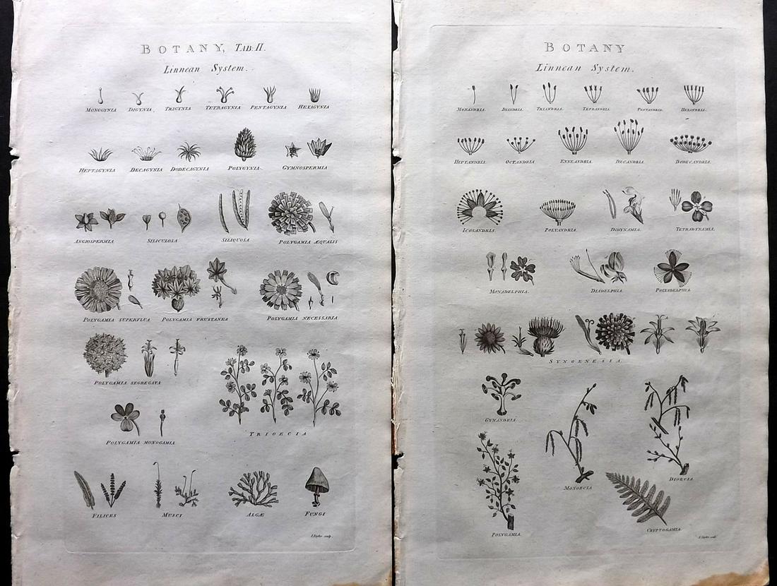Chambers & Rees 1788 Pair of Folio Antique Botanical Prints (1 of 2)