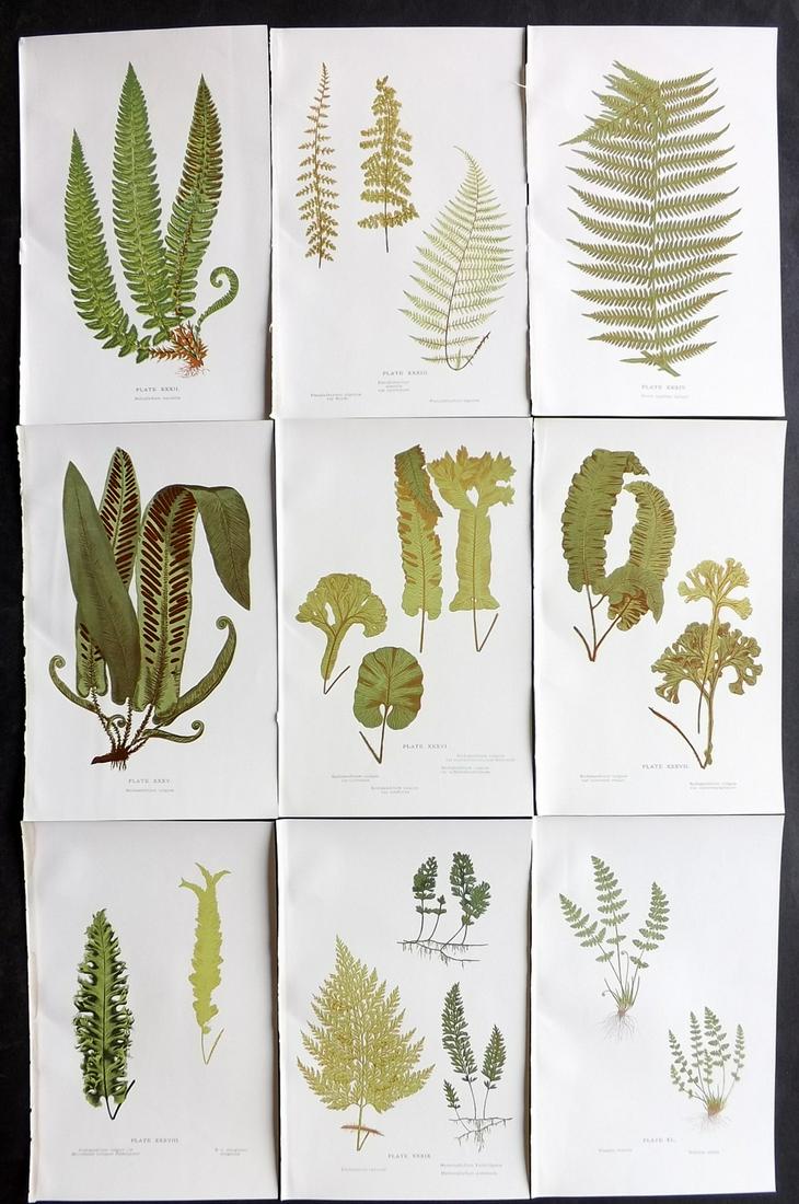 Druery, Charles C1910 Lot of 9 Antique Fern Prints: Offset Lithographs Published C1910, London for "British Ferns and Their Varieties" by Charles Druery. Paper Size: 8.5 x 5 inch (22 x 13cm) Good Condition