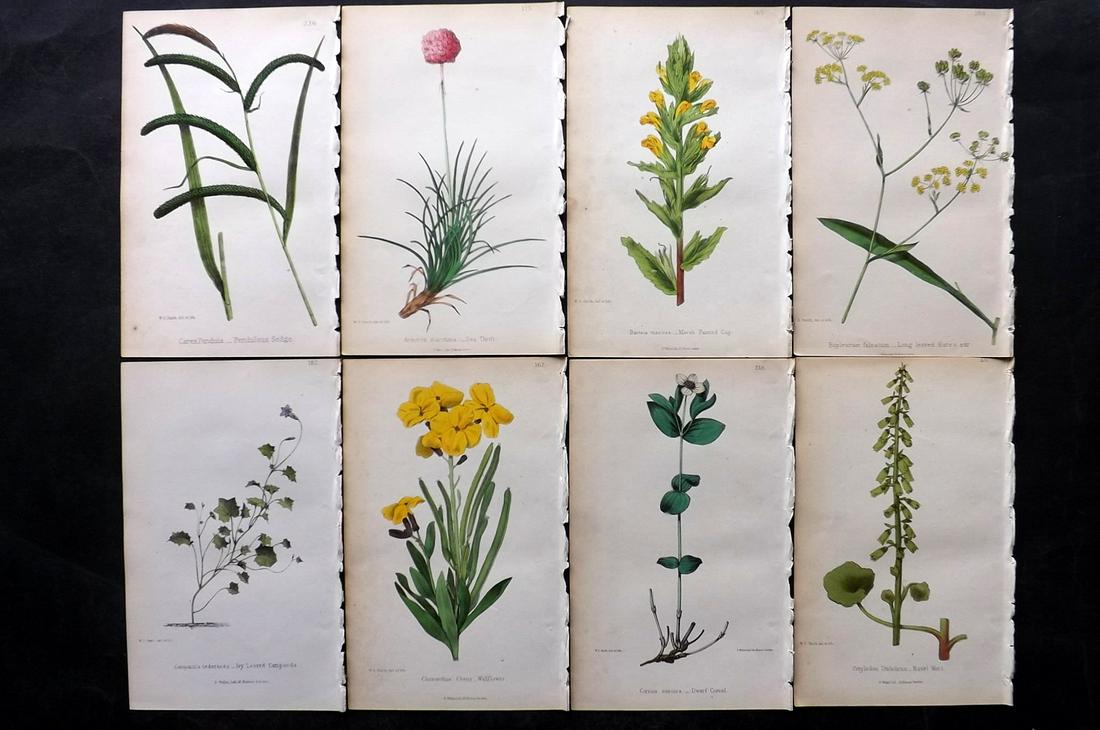 Hogg & Johnson 1864 Lot of 8 Hand Col Botanical Prints: Hand Coloured Lithographs Published 1863-1880, London for "The Wild Flowers of Great Britain" by Robert Hogg & George W. Johnson. Paper Size: 8.5 x 5 inch (22 x 14cm) Good Condition overall