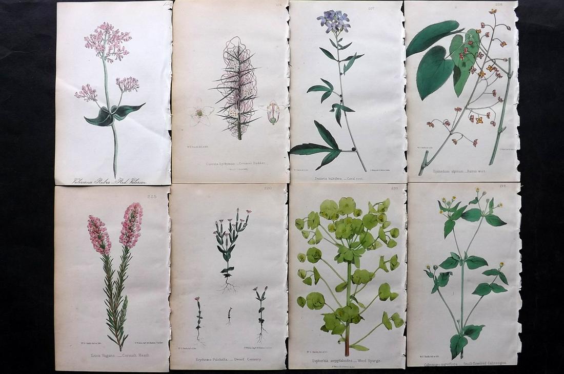 Hogg & Johnson 1864 Lot of 8 Hand Col Botanical Prints: Hand Coloured Lithographs Published 1863-1880, London for "The Wild Flowers of Great Britain" by Robert Hogg & George W. Johnson. Paper Size: 8.5 x 5 inch (22 x 14cm) Good Condition overall