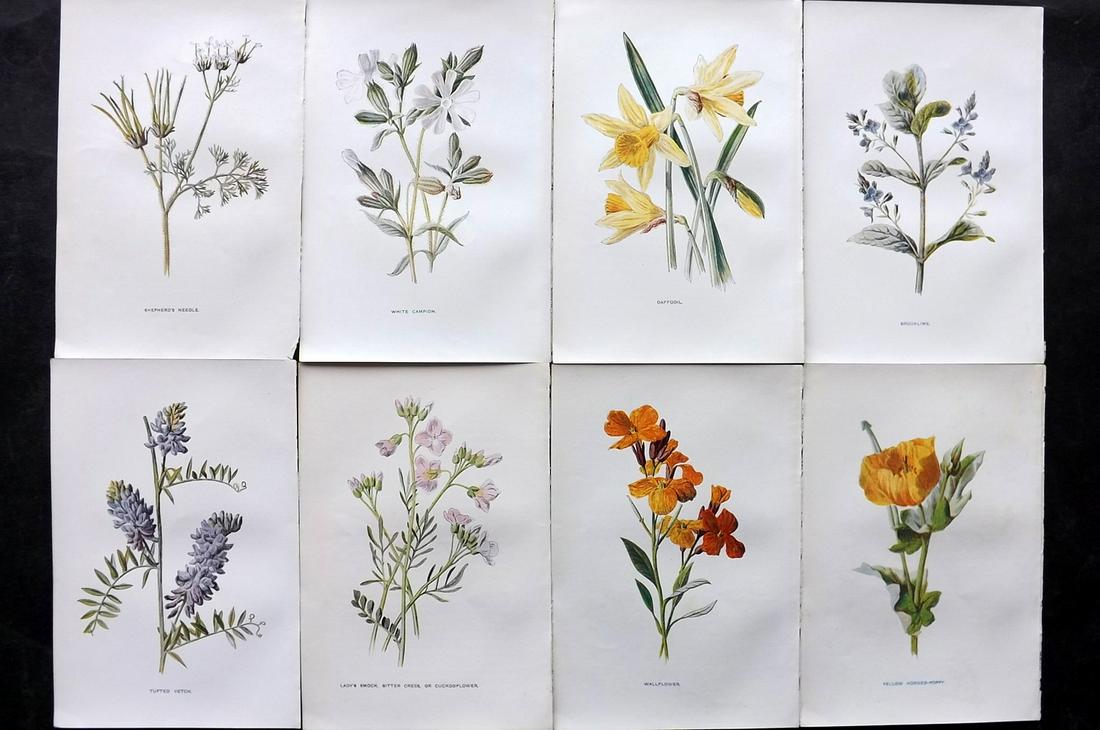 Hulme, Edward C1900 Lot of 8 Botanical Prints. Wild Flowers: Offset Lithographs Published C1900, London for "Familiar Wild Flowers" by F. Edward Hulme & Shirley Hibberd. Paper Size: 7.5 x 5 inch (19 x 13cm) Good Condition