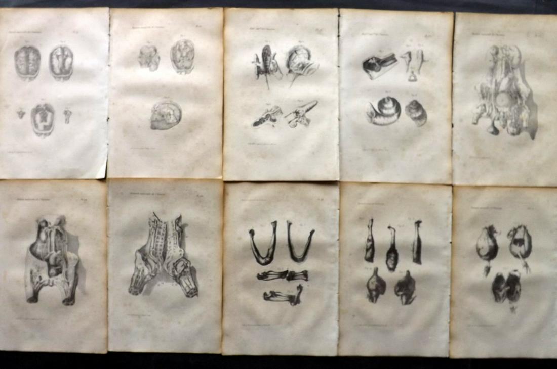 Buffon, Comte de 1830 Lot of 10 Human Anatomy Prints: Lithographs Published 1828-33, Brussels for "Oeuvres completes de Buffon" by the Comte de Buffon and Louis-Jean-Marie Daubenton. Paper Size: 9.5 x 6 inch (24 x 16cm) Some toning present, otherwise fin
