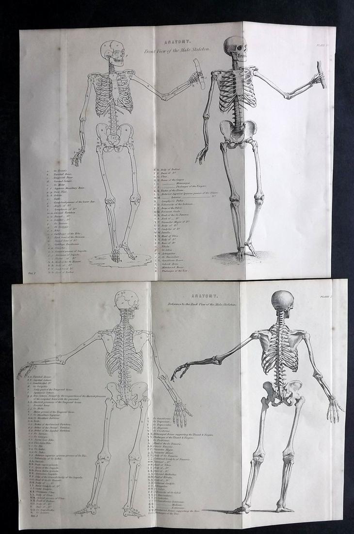 National Encyclopedia 1891 Pair of Anatomy Prints. Skeleton (1 of 2)
