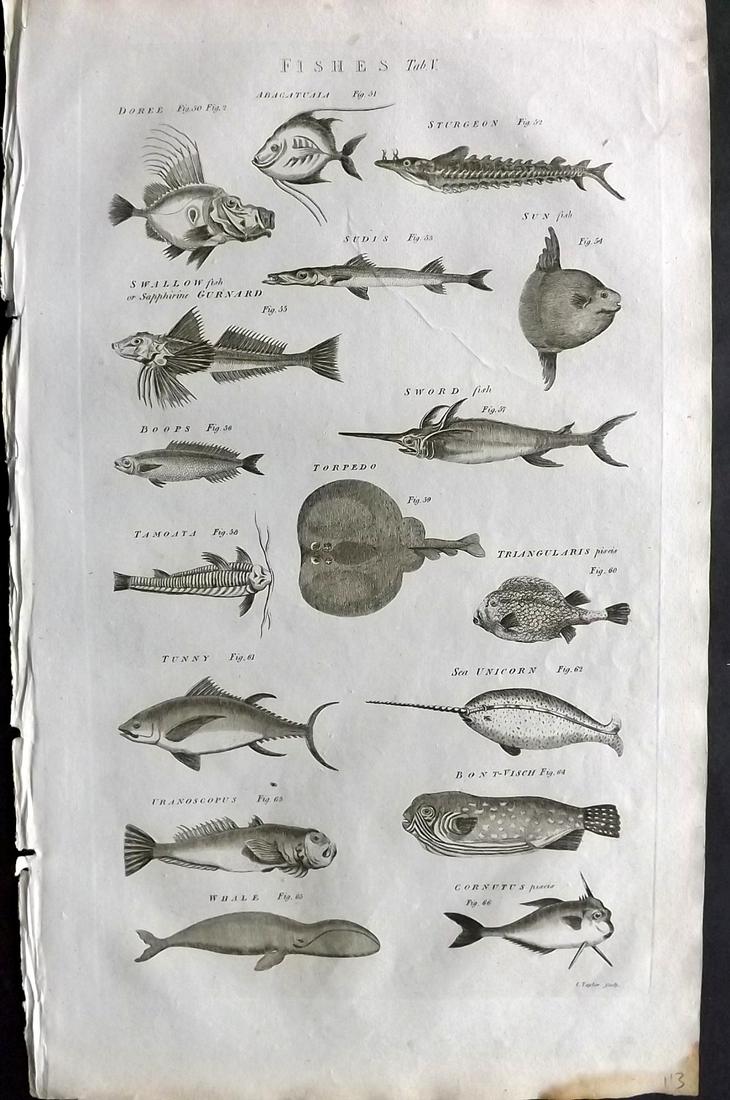 Chambers & Rees 1788 Folio Antique Fish Print (1 of 2)