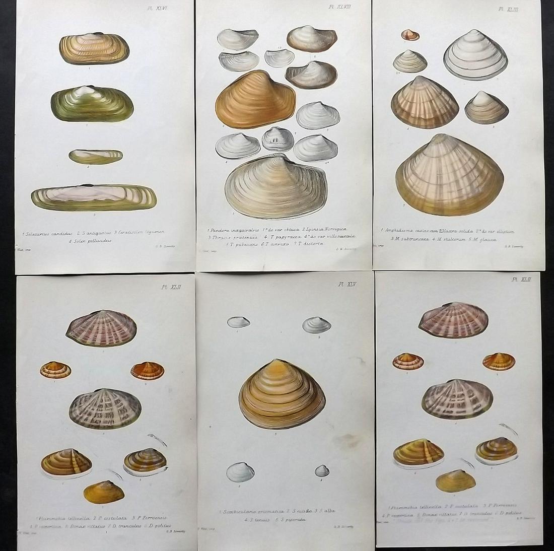 Jeffreys, John 1869 Lot of 6 Hand Col Shell Prints (1 of 2)