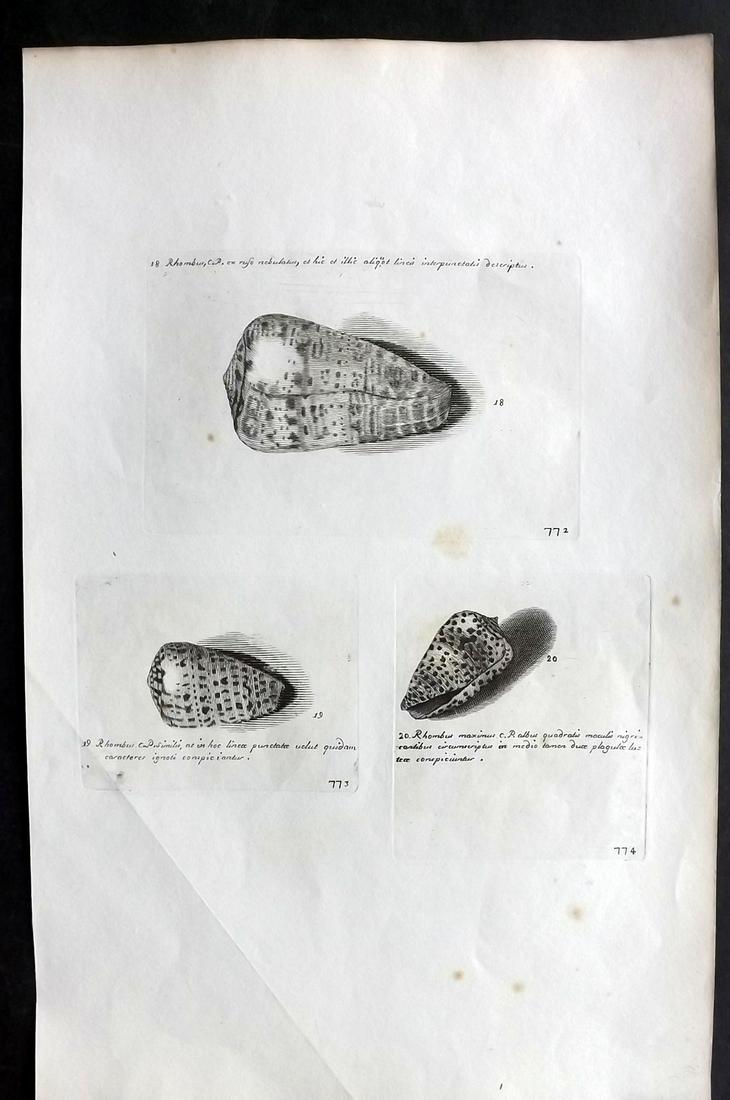 Lister, Martin 1823 Rare Antique Folio Shell Print: Folio Copper Plate Published 1823, London for "Historia sive synopsis methodica Conchyliorum..." by Martin Lister. Engraved by Susanna and Anna Lister. Rare. Paper Size: 14.5 x 9.5 inch (37 x 24cm) A 