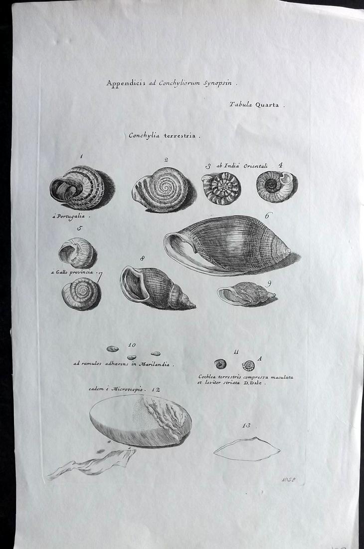 Lister, Martin 1823 Rare Antique Folio Shell Print: Folio Copper Plate Published 1823, London for "Historia sive synopsis methodica Conchyliorum..." by Martin Lister. Engraved by Susanna and Anna Lister. Rare. Paper Size: 14.5 x 9.5 inch (37 x 24cm) Go