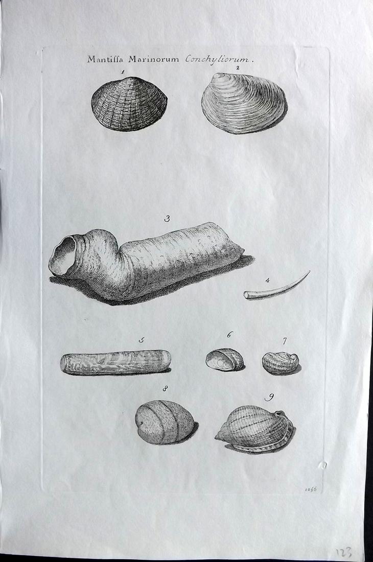 Lister, Martin 1823 Rare Antique Folio Shell Print: Folio Copper Plate Published 1823, London for "Historia sive synopsis methodica Conchyliorum..." by Martin Lister. Engraved by Susanna and Anna Lister. Rare. Paper Size: 14.5 x 9.5 inch (37 x 24cm) Go