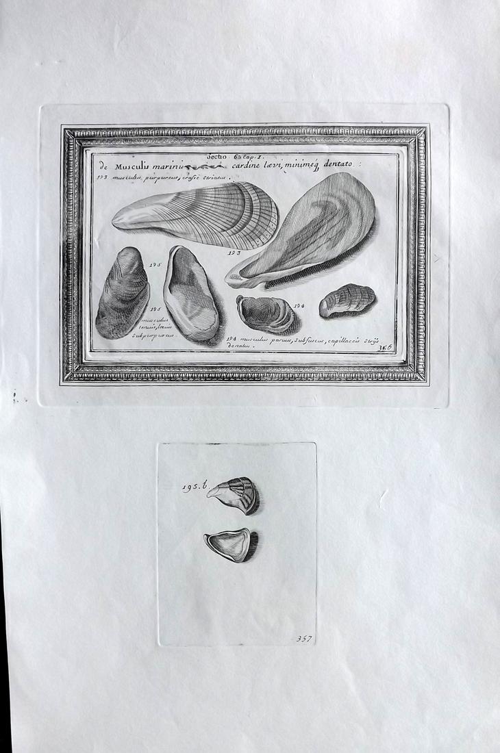 Lister, Martin 1823 Rare Antique Folio Shell Print: Folio Copper Plate Published 1823, London for "Historia sive synopsis methodica Conchyliorum..." by Martin Lister. Engraved by Susanna and Anna Lister. Rare. Paper Size: 14.5 x 9.5 inch (37 x 24cm) Go