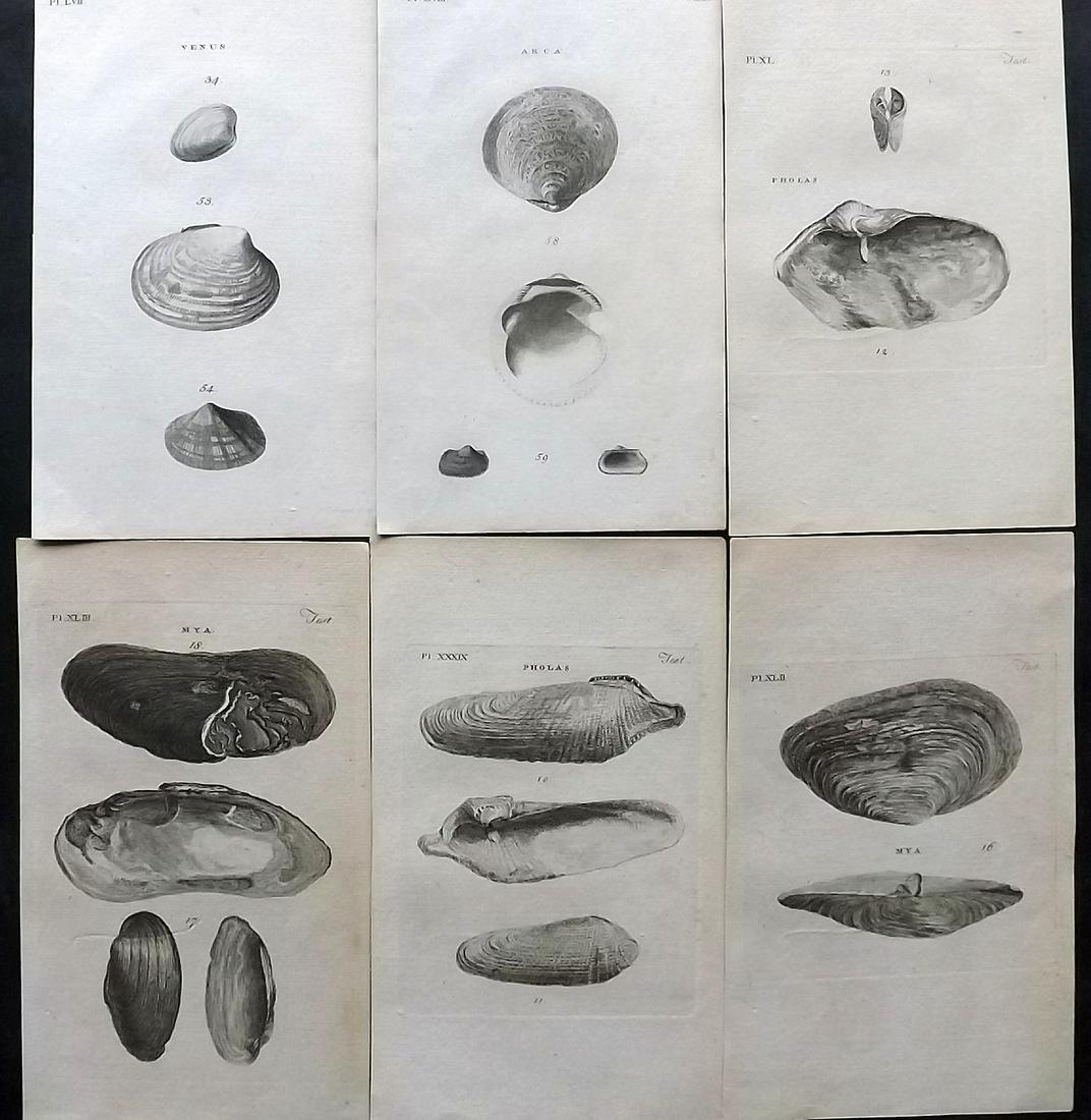 Pennant, Thomas 1776 Lot of 6 Antique Shell Prints: Copper Plates Published 1776-77, London for "British Zoology" by Thomas Pennant. Paper Size: 8 x 5 inch (21 x 12cm) Good Condition