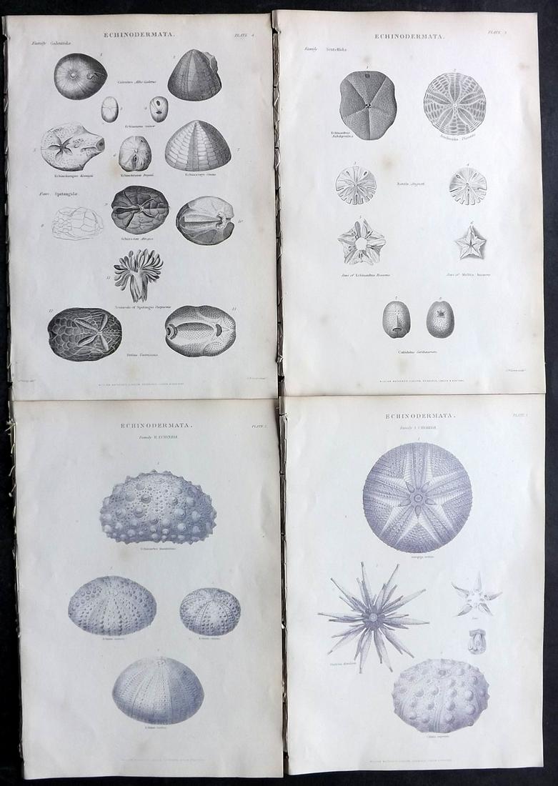 Richardson, John 1862 Lot of 4 Prints. Echinodermata. Sea Urchin, Starfish: Steel Engravings/Etchings Published 1859-62 by William Mackenzie, Edinburgh & London for "The Museum of Natural History" by John Richardson. Paper Size: 10.5 x 7 inch (27 x 18cm) Occasional background