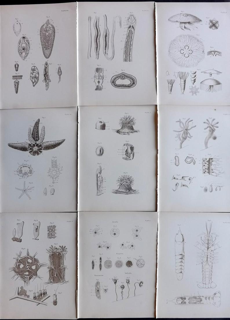 Smith & Norwell C1890 Lot of 9 Antique Sea Life Prints (1 of 2)
