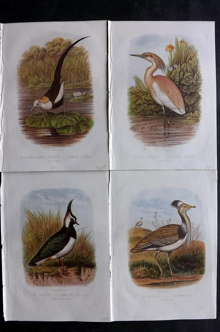 Jones, Thomas Rymer 1869 Lot of 4 Antique Bird Prints (1 of 2)