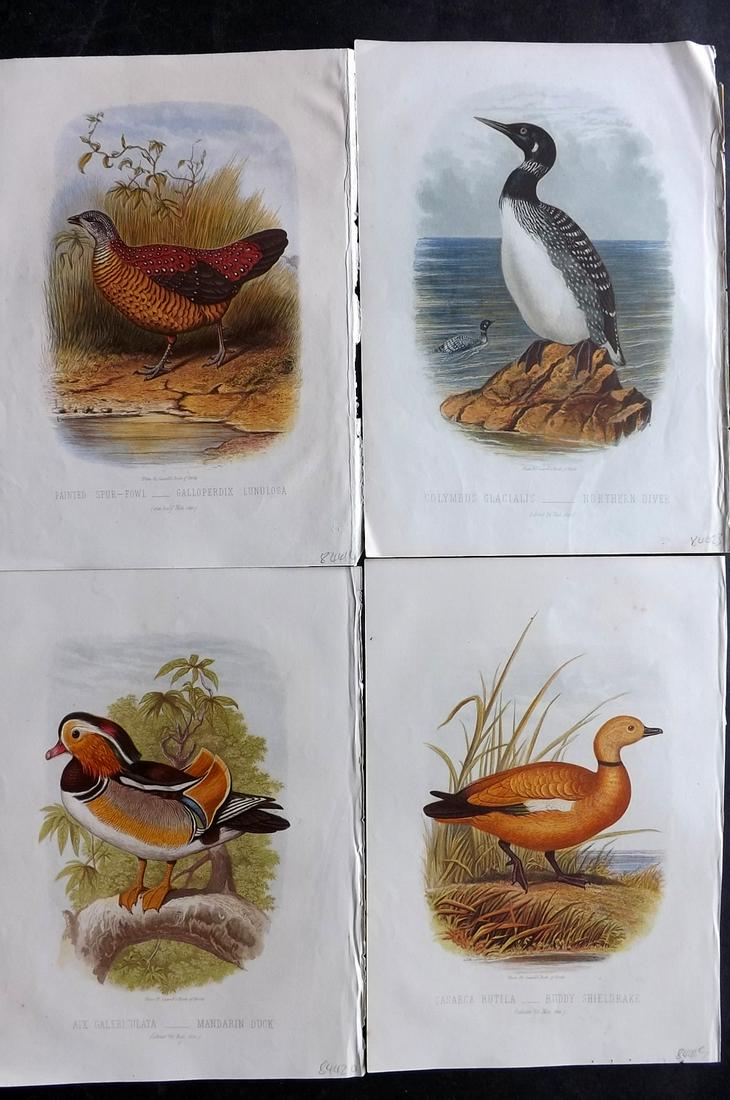 Jones, Thomas Rymer 1869 Lot of 4 Antique Bird Prints (1 of 2)