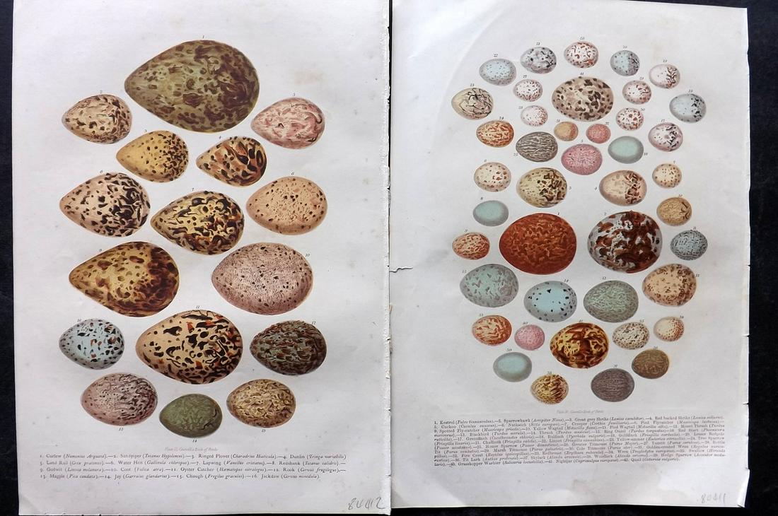 Jones, Thomas Rymer 1869 Pair of Antique Bird Egg Prints (1 of 2)