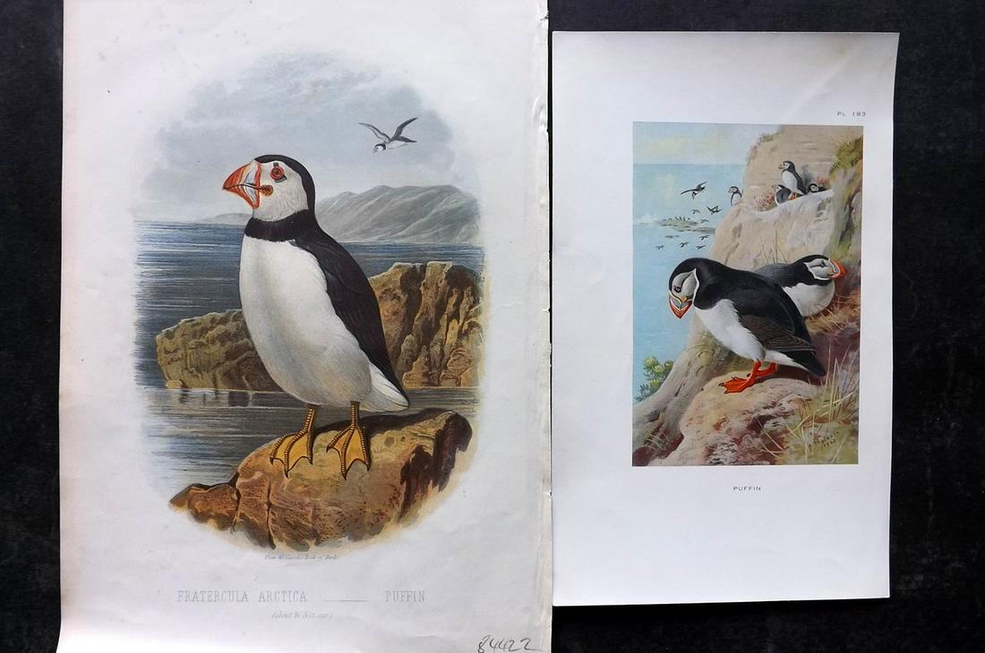 Puffins 1869-1926 Pair of Bird Prints by Thorburn & Jones (1 of 2)