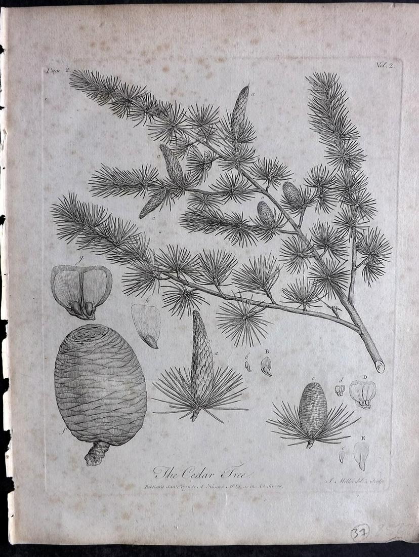 Evelyn, John 1786 Botanical Print. Cedar Tree. Pine Cone (1 of 2)