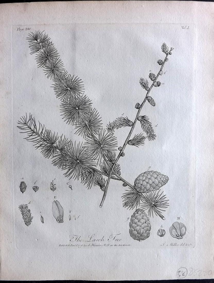 Evelyn, John 1786 Botanical Print. Larch Tree. Pine Cone (1 of 2)