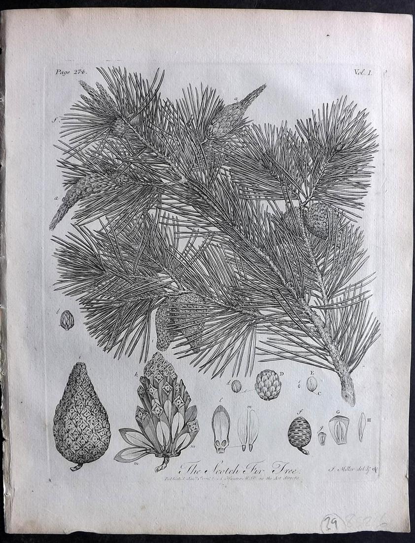 Evelyn, John 1786 Botanical Print. Scotch fir Tree, Pine Cone (1 of 2)
