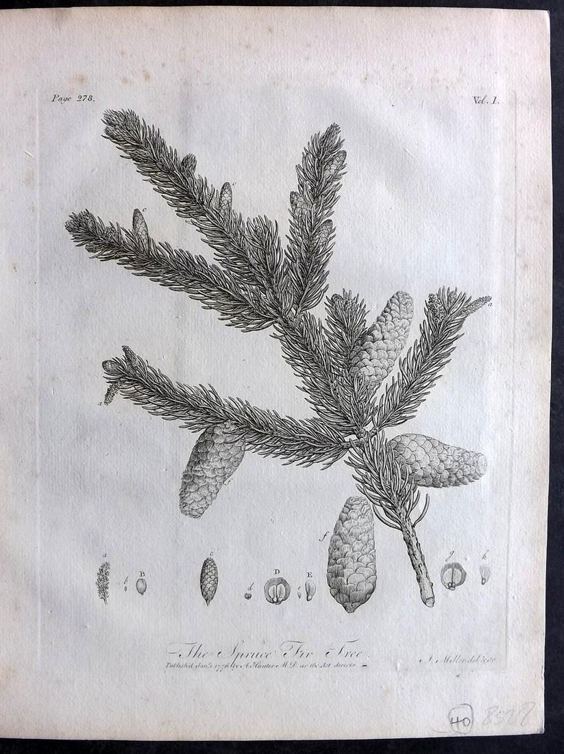 Evelyn, John 1786 Botanical Print. Spruce Fir Tree. Pine Cone (1 of 2)