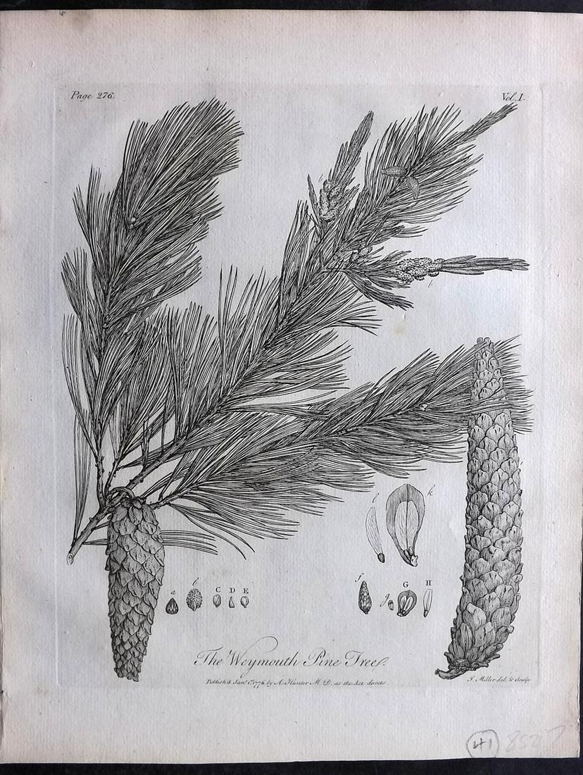 Evelyn, John 1786 Botanical Print. Weymoth Pine Tree. Pine Cone (1 of 2)