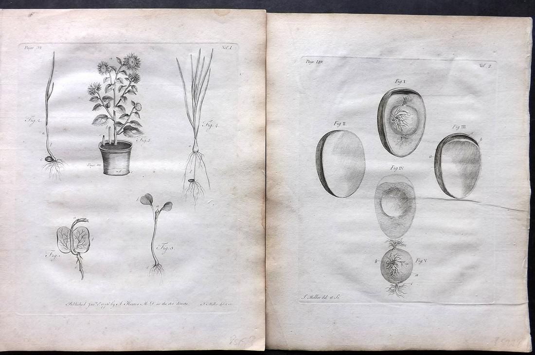 Evelyn, John 1786 Pair of Botanical Prints. Seedling in Pot, Seeds: Copper Plate Published 1786, London & York for "Silva: Or, A Discourse of Forest-Trees..." by John Evelyn. Drawn & Engraved by John Miller. Paper Size: 12 x 9 inch (30 x 23cm) Minor toning, otherwise