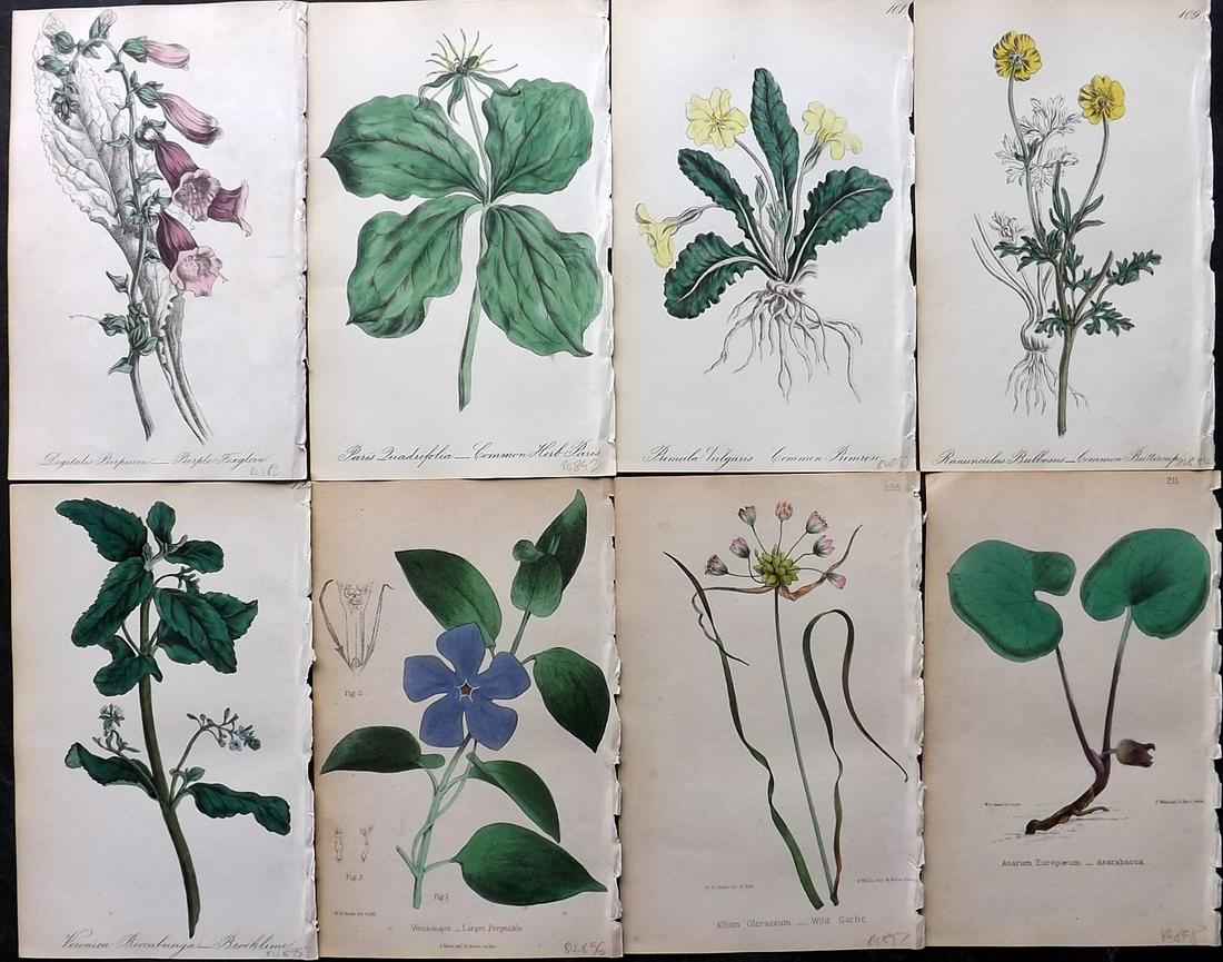 Hogg & Johnson 1864 Lot of 8 Hand Col Botanical Prints: Hand Coloured Lithographs Published 1863-1880, London for "The Wild Flowers of Great Britain" by Robert Hogg & George W. Johnson. Paper Size: 8.5 x 5 inch (22 x 14cm) Good Condition overall