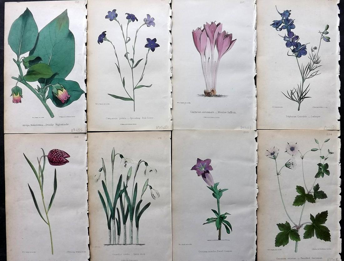 Hogg & Johnson 1864 Lot of 8 Hand Col Botanical Prints: Hand Coloured Lithographs Published 1863-1880, London for "The Wild Flowers of Great Britain" by Robert Hogg & George W. Johnson. Paper Size: 8.5 x 5 inch (22 x 14cm) Good Condition overall