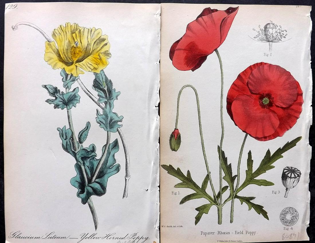 Hogg & Johnson 1864 Pair of Hand Col Botanical Prints. Poppies Poppy: Hand Coloured Lithographs Published 1863-1880, London for "The Wild Flowers of Great Britain" by Robert Hogg & George W. Johnson. Paper Size: 8.5 x 5 inch (22 x 14cm) Good Condition overall