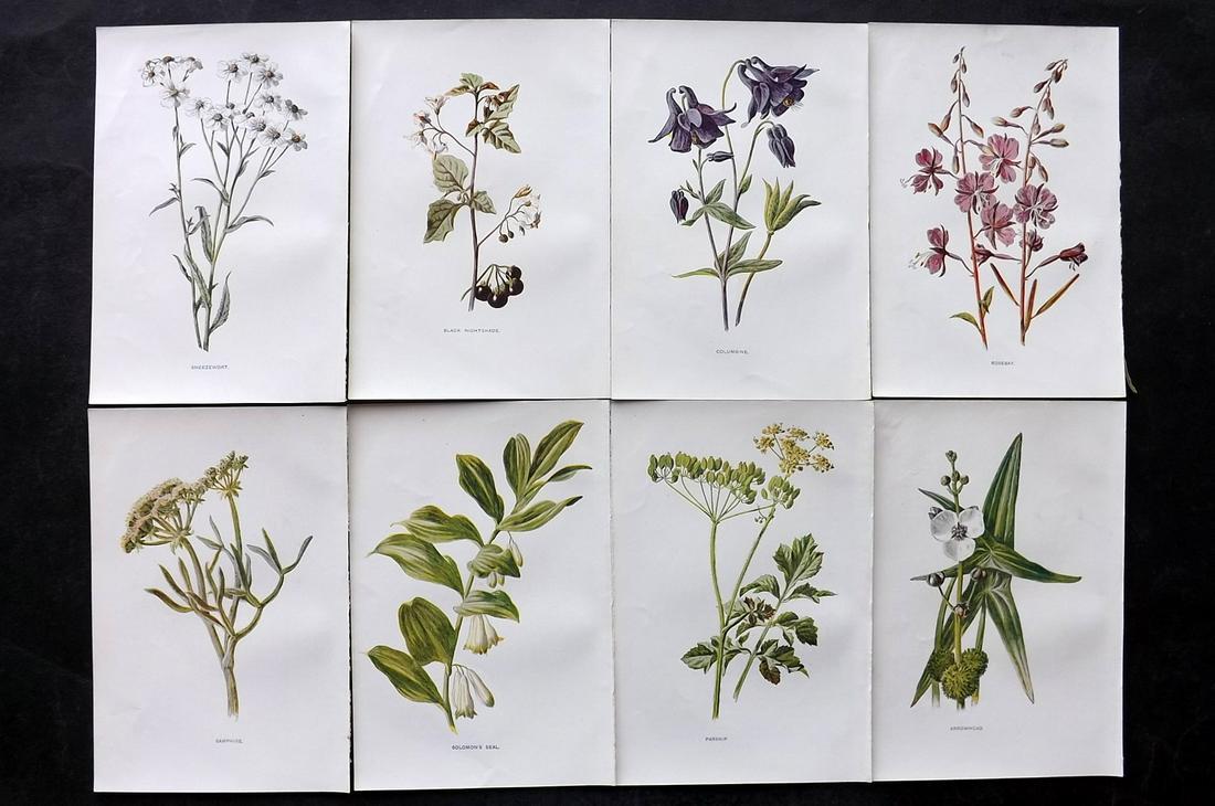 Hulme, Edward C1900 Lot of 8 Botanical Prints. Wild Flowers: Offset Lithographs Published C1900, London for "Familiar Wild Flowers" by F. Edward Hulme & Shirley Hibberd. Paper Size: 7.5 x 5 inch (19 x 13cm) Good Condition