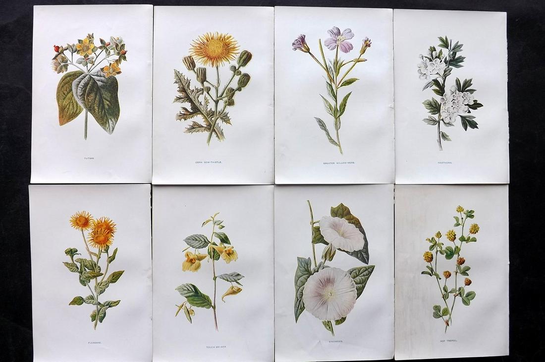 Hulme, Edward C1900 Lot of 8 Botanical Prints. Wild Flowers: Offset Lithographs Published C1900, London for "Familiar Wild Flowers" by F. Edward Hulme & Shirley Hibberd. Paper Size: 7.5 x 5 inch (19 x 13cm) Good Condition