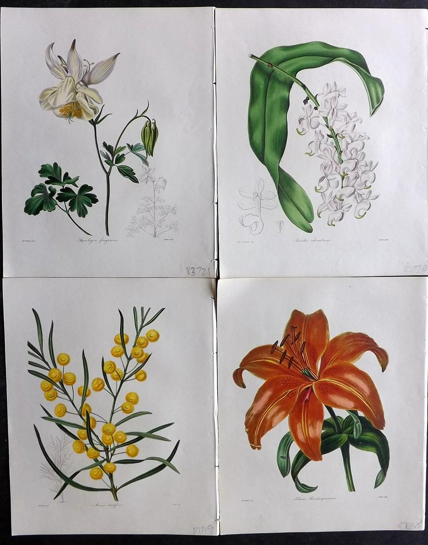 Maund, Benjamin 1830's Lot of 4 Hand Col Botanical Prints (1 of 2)