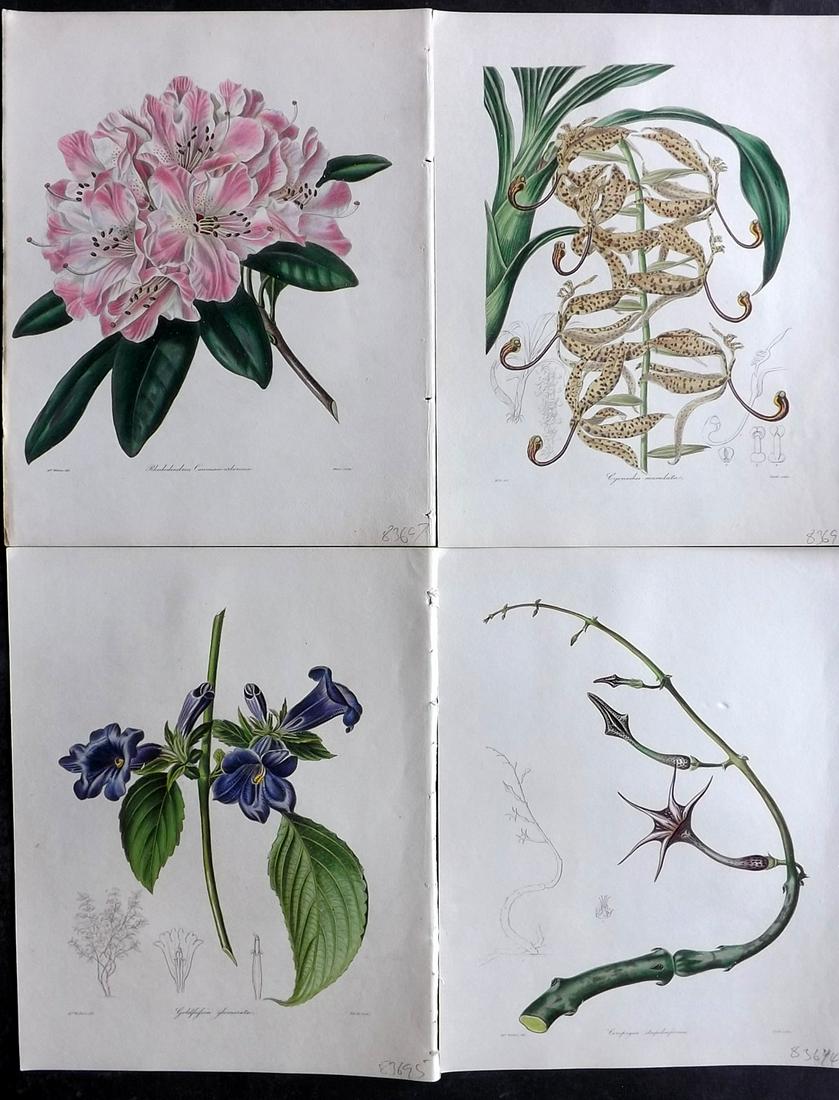Maund, Benjamin 1830's Lot of 4 Hand Col Botanical Prints (1 of 2)
