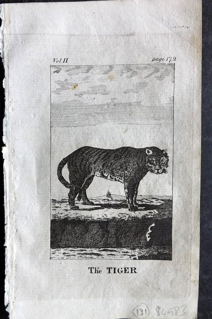 Goldsmith, Oliver 1808 Antique Print. Tiger (1 of 2)