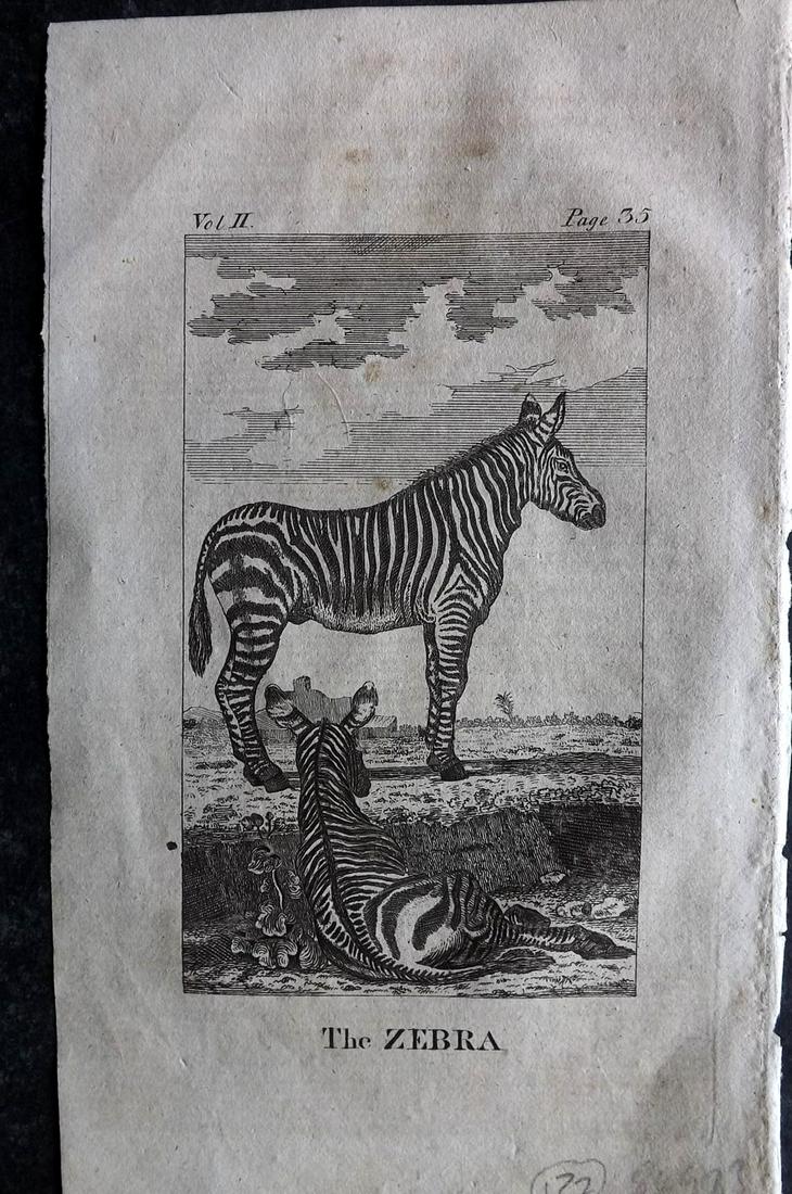 Goldsmith, Oliver 1808 Antique Print. Zebra: Copper Plate Published 1808, York for "A History of the Earth and Animated Nature" by Oliver Goldsmith. Paper Size: 8 x 4.5 inch (20 x 12cm) Mnor toning, otherwise Good Condition