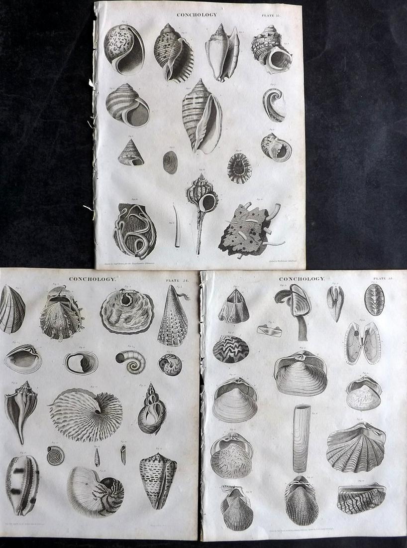Millar, James 1827 Lot of 3 Antique Shell Prints after Capt. Brown (1 of 2)