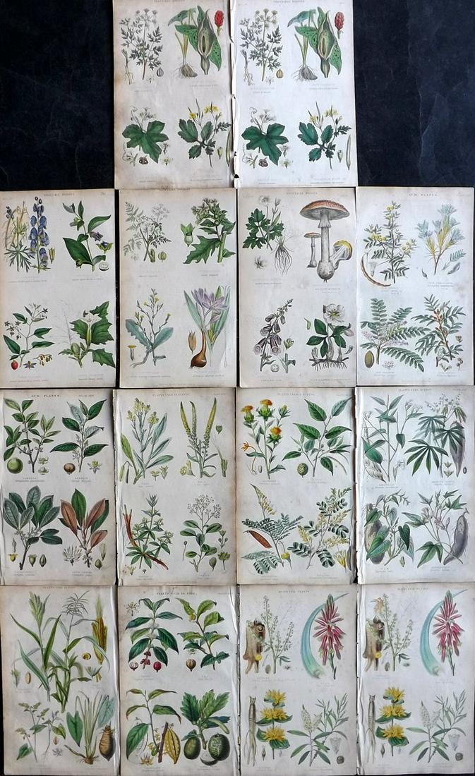 Rhind, William C1860 Lot of 14 Hand Col Botanical Prints (1 of 6)