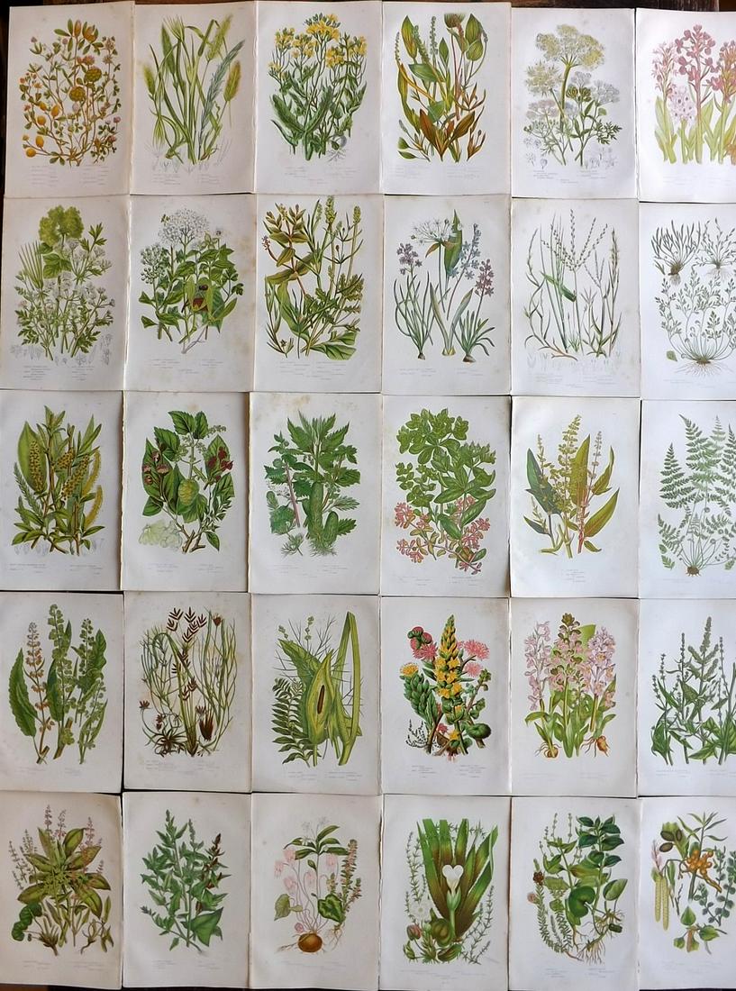 Pratt, Anne C1880 Lot of 30 Antique Botanical Prints: Chromolithographs Published C1880, London for "The Flowering Plants and Ferns of Great Britain" by Anne Pratt. Paper Size: 9.5 x 6 inch (24 x 16cm) Some background toning in parts, otherwise Good Cond