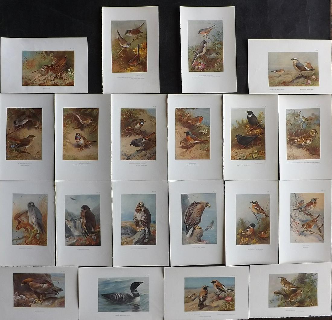 Thorburn, Archibald 1926 Lot of 20 Vintage Bird Prints (1 of 6)