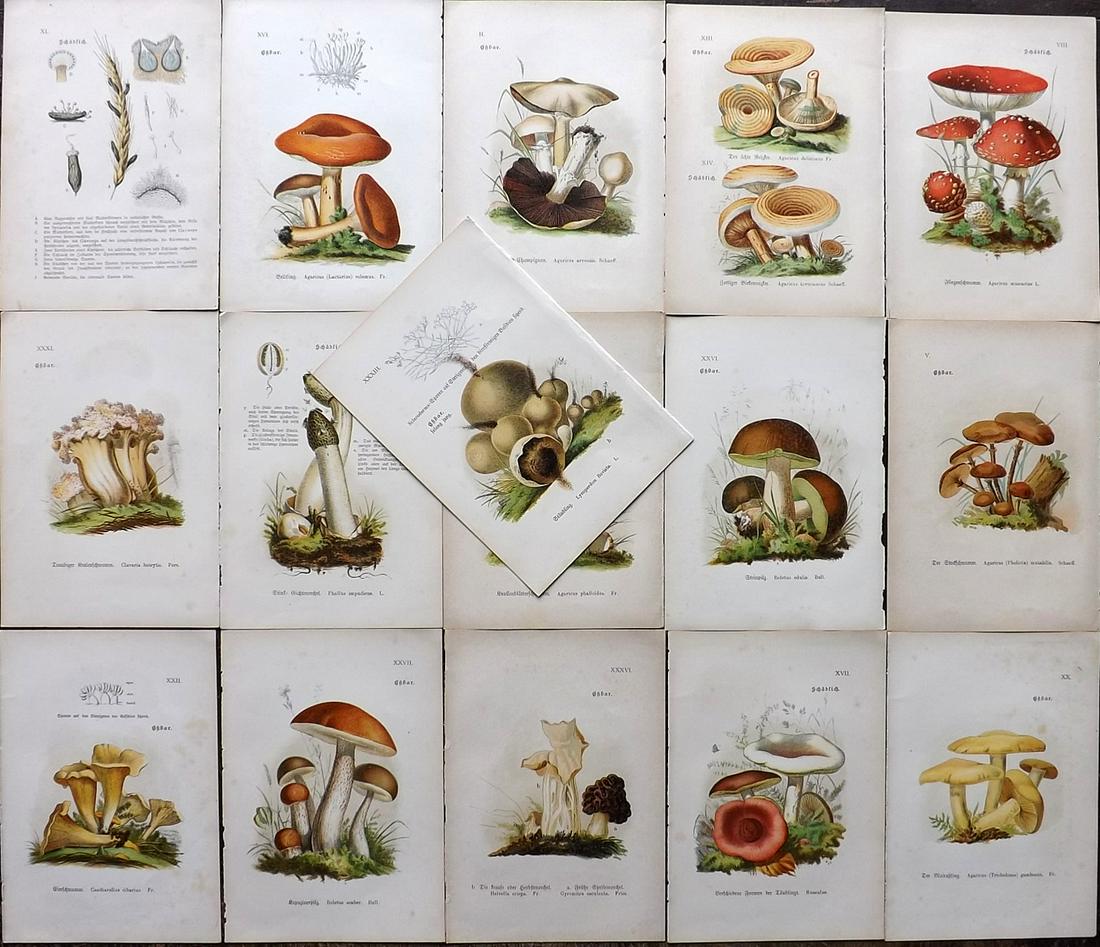 von Ahles, Wilhelm Lot of 16 Antique Mushroom Prints (1 of 5)