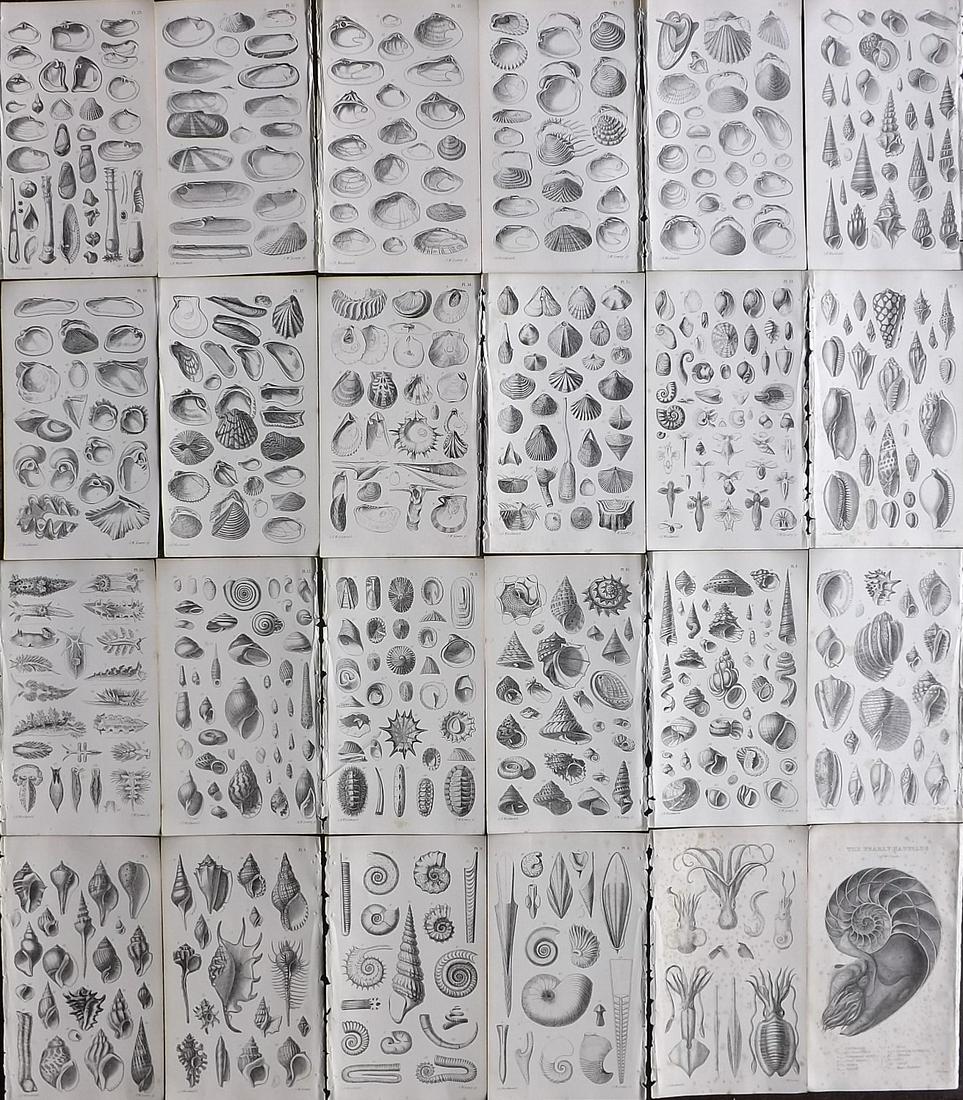 Woodward, S. P. 1880 Lot of 24 Antique Shell Prints (1 of 7)