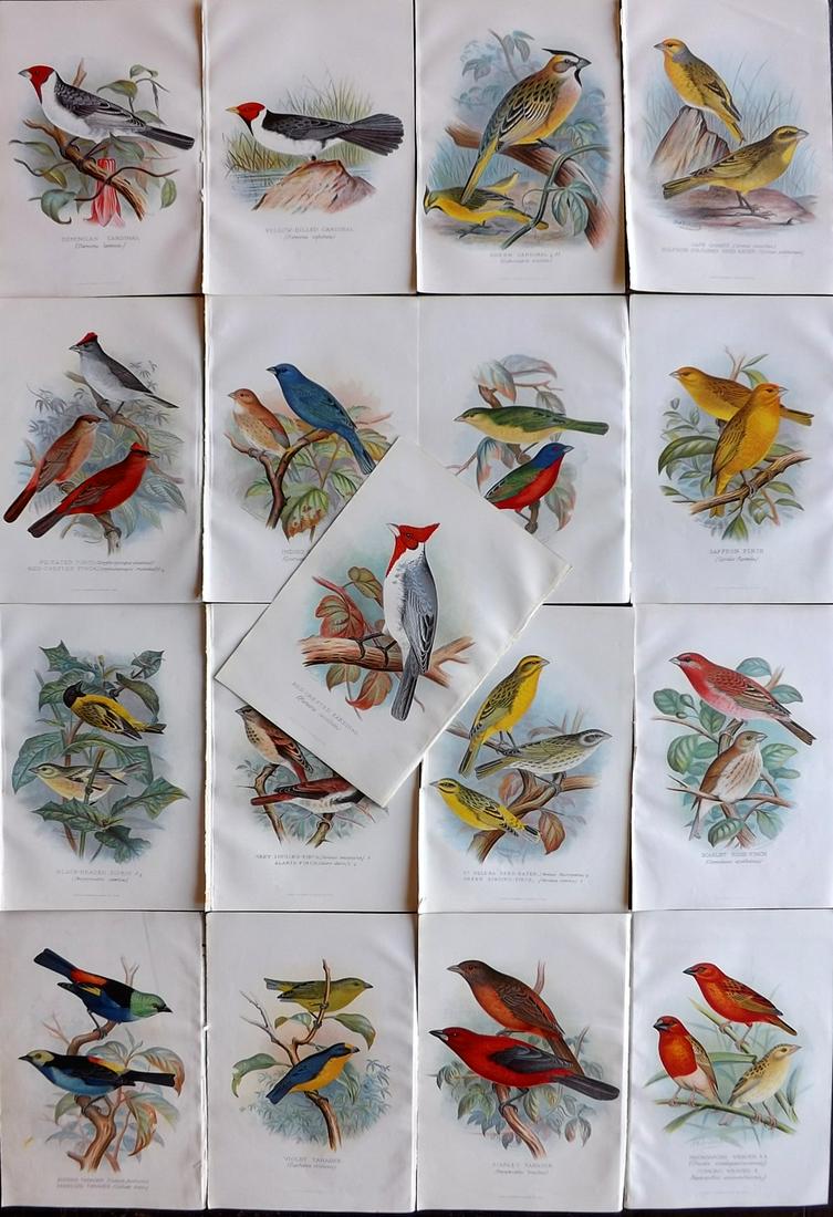 Frohawk, F. W. & Butler, Arthur 1899 Lot of 17 Bird Prints: Chromolithographs Published 1899, Hull and London for "Foreign Finches in Captivity" by Arthur G. Butler. Illustrated by F. W. Frohawk. Paper Size: 11 x 7.5 inch (28 x 19cm) Good condition