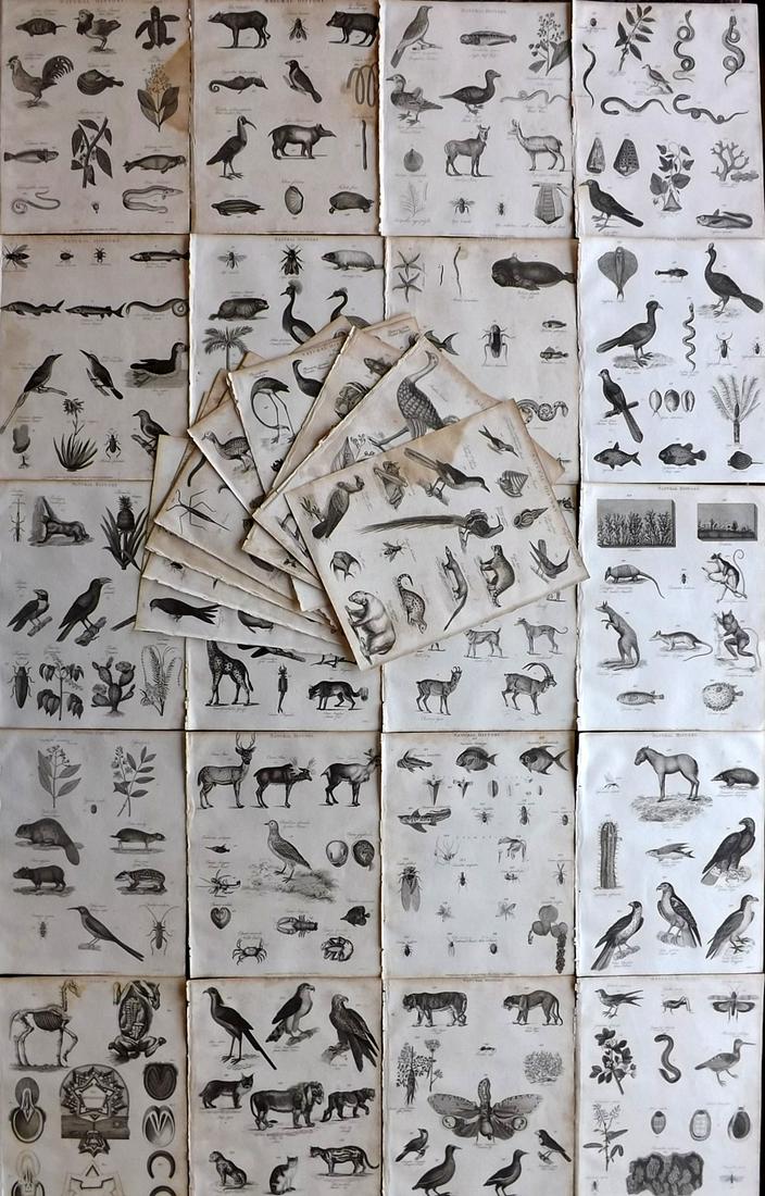 Gregory, G. 1806 Lot of 34 Natural History & Bird Prints: All are multi subject on the same plates - Natural History and Birds mostly, and sometimes Botanical. Copper Plates Published 1806, London for "A Dictionary of Arts and Sciences" by G. Gregory. Paper 