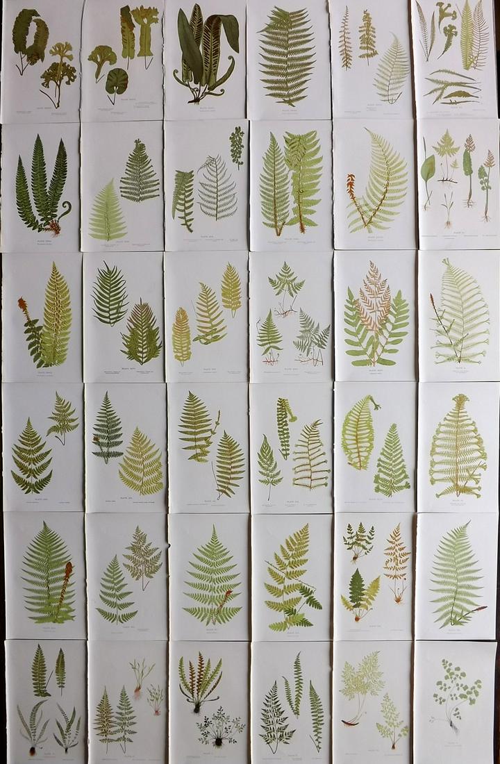 Druery, Charles C1910 Lot Of 36 Antique Ferm Prints: Offset Lithographs Published C1910, London for "British Ferns and Their Varieties" by Charles Druery. Paper Size: 8.5 x 5 inch (22 x 13cm) Unrelated text to reverse. Good Condition