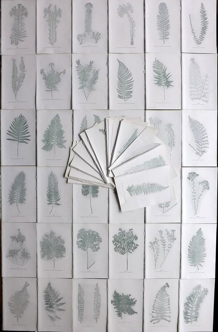 Druery, Charles C1910 Lot Of 66 Nature Printed Ferns (1 of 11)