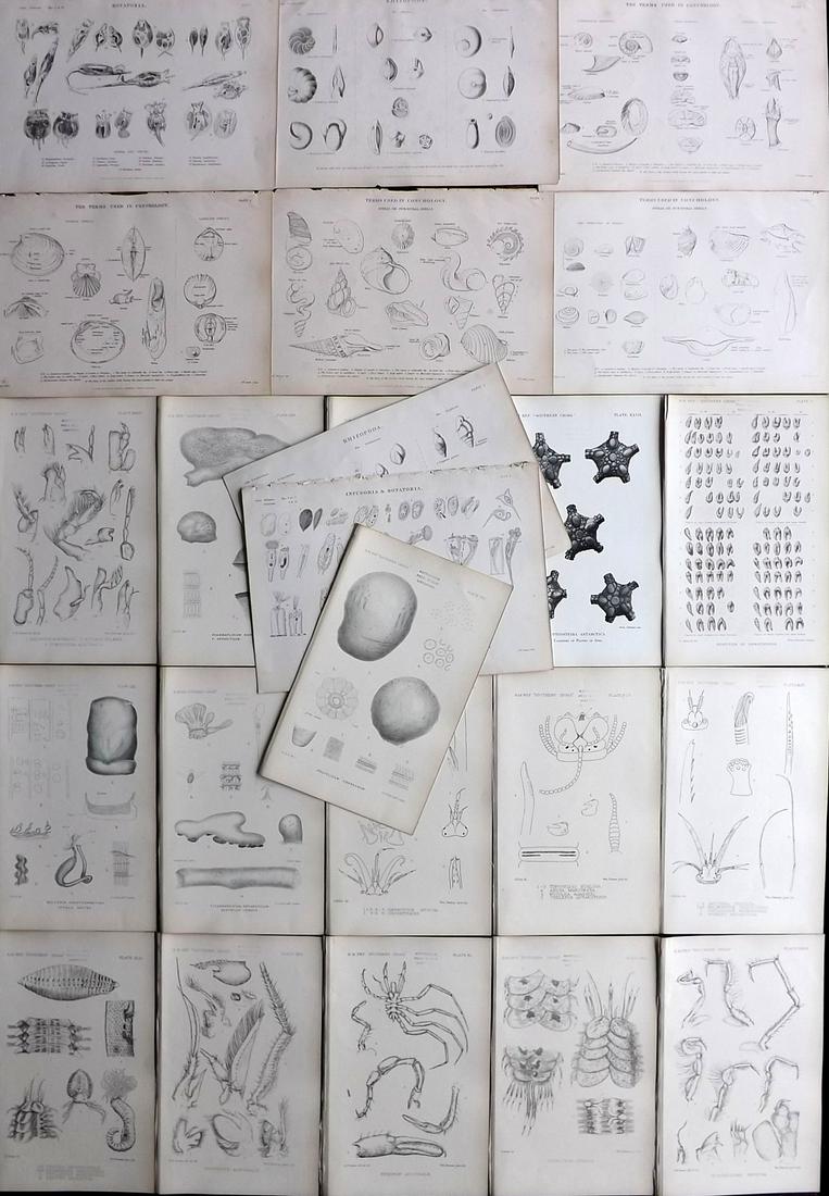 Sea Life 1862-1902 Lot of 24 Prints by Lankester & Richardson: Lithographs Published 1902, London for "Report on the Collections of Natural History Made in the Antarctic Regions During the Voyage of the Southern Cross" by Ray Lankester & The British Museum. Rare.