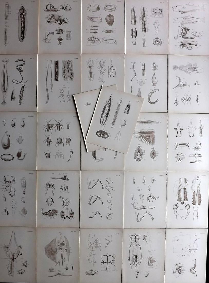 Smith & Norwell C1890 Lot of 27 Antique Sea Life Prints (1 of 10)