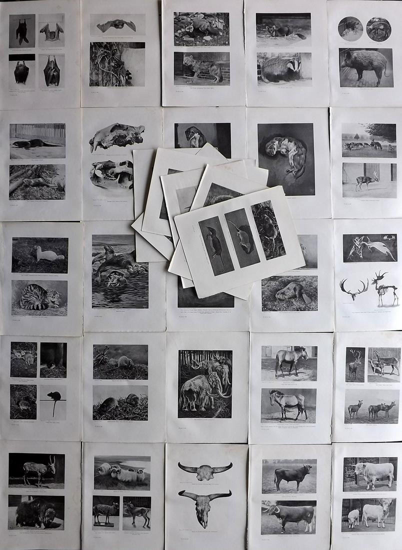 Johnston, Harry 1903 Lot of 32 Natural History Prints (1 of 12)