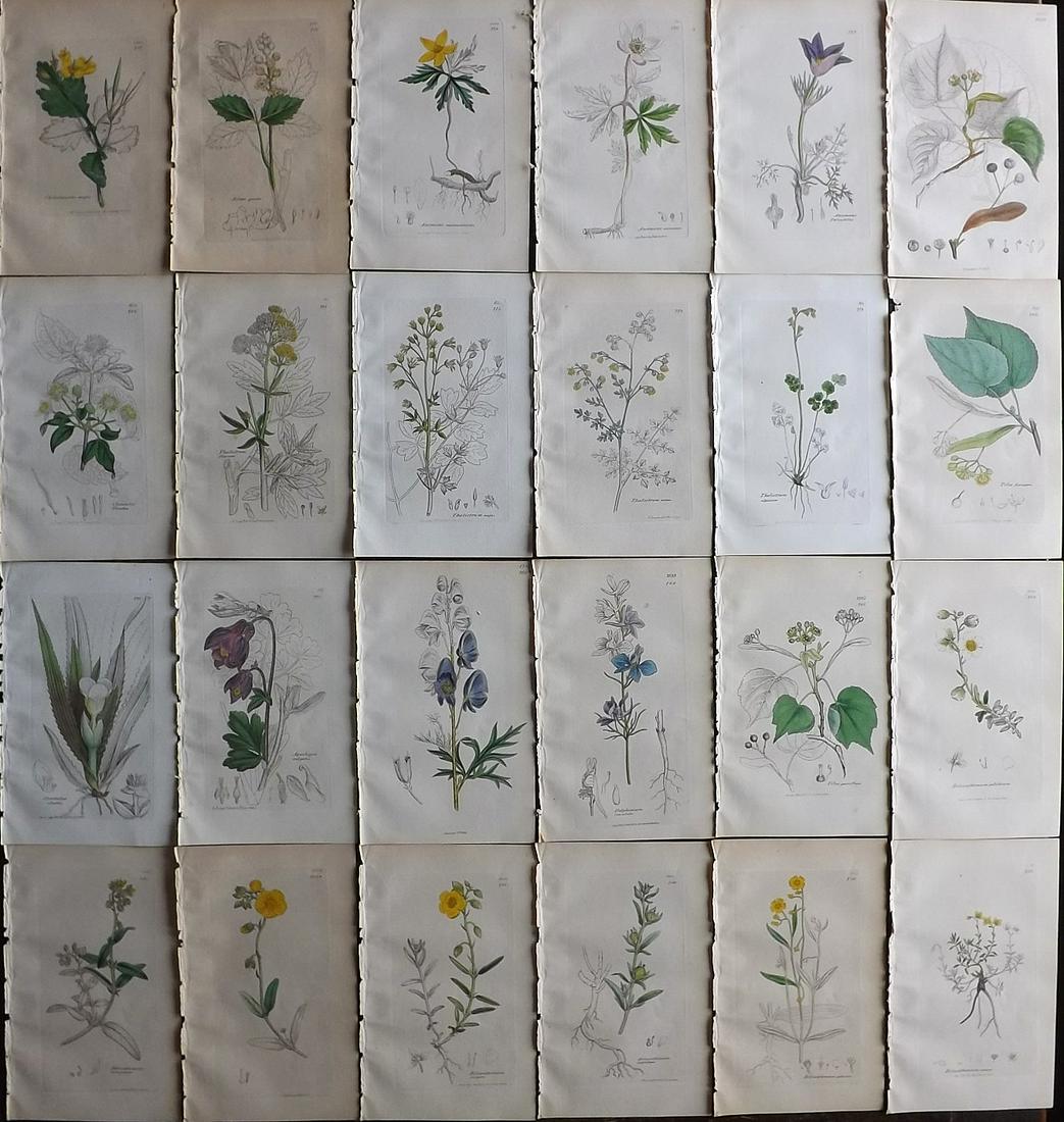 Sowerby, James C1840 Lot of 24 Part HCol Botanical Prints (1 of 7)